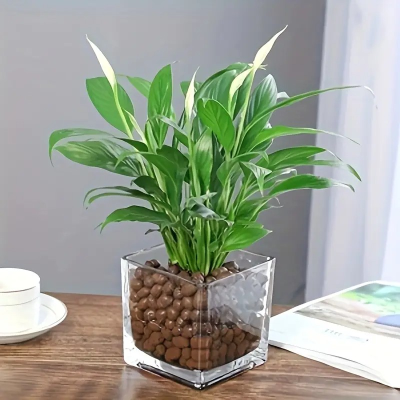1LB Reusable Hydroponic Clay P - огляд і ціна Clay Pebble Growing